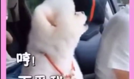 在线看视频你懂的,揭秘“在线看视频你懂的”背后的秘密与魅力